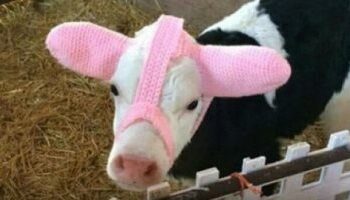 الصين تستنسخ أبقارا خارقة قادرة على إنتاج كميات هائلة من الألبان 2025