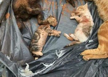 كارثة انسانية وحقوقية تشهدها مصر …. تسميم قطط نادي رياضي كبير 2025