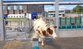 "جنون البقر" يظهر مجددا فى هولندية 2025