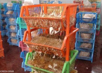 خطة مصرية للتوسع في تربية "عيش الغراب" …لحل أزمة الغذاء، 2025