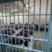 19 منظمة حقوقية تطالب بلجنة تقصي حقائق دولية للتحقيق في انتهاكات سجون بدر 2024