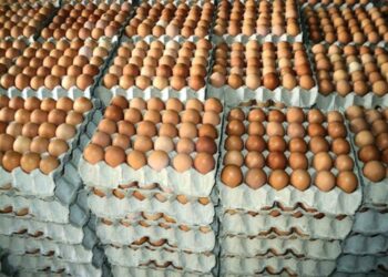 ارتفاع أسعار البيض في مصر ليسجل 115 جنيها للطبق 2024