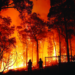 الجزائر تفشل في إخماد حرائق الغابات 2024