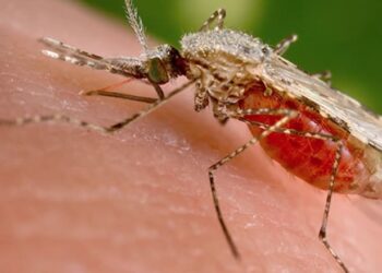 الولايات المتحدة ترصد انتشار الملاريا في فلوريدا وتكساس لأول مرة منذ 20 عاما 2024
