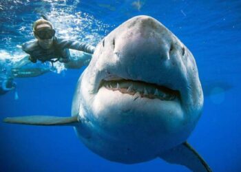 مصر: تخبط حكومي في مواجهة حادث سمكة القرش يهدد الموسم السياحي 2024