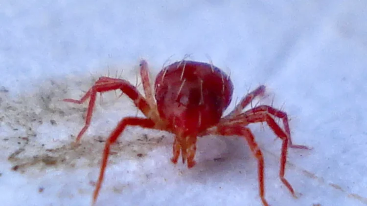 وباء القراد يتفشى فى تركيا ويتسبب فى وفات العشرات  2025