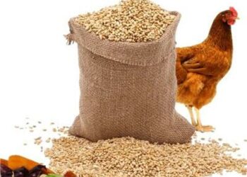 وزارة الزراعة المصرية : لن نفرج  عن  أعلاف «ذرة وصويا» قريبا  2025