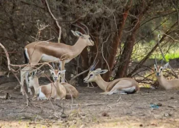المسلحين والمرتزقة يأكلون غزلان محمية بالخرطوم بعد نقص الغذاء 2025