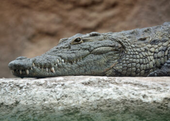 أغرب زواج بالتاريخ ...تعرف عليه  2025