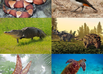  عالم حفريات مصري يفوز بجائزة عالمية مشبوهة  2025