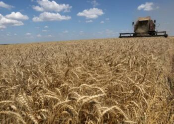ارتفاع قياسي في أسعار القمح والذرة وفول الصويا بعد انسحاب روسيا من تصدير اتفاق الحبوب 2024