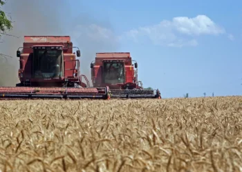 روسيا تزود دول أفريقية بحوالي 50 ألف طن من الحبوب مجانا 2025