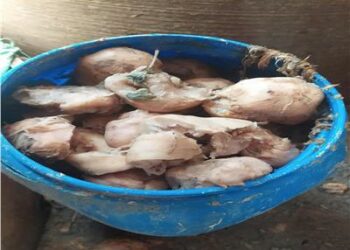 مصر :  تضبط مئات آلاف من الاطنان   لمنتجات الأغذية فاسدة 2025