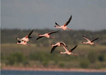 مسؤل بيئي: مصر لم تعد من  مناطق عبور الطيور  على مستوى العالم 2025