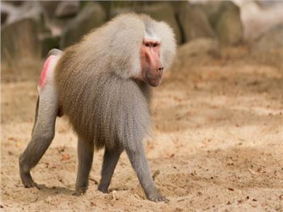 الجيش السعودى يتدخل لحل أزمة تزايد أعداد قرود البابون فى البلاد 1 الجيش السعودى يتدخل لحل أزمة تزايد أعداد قرود البابون فى البلاد 2025