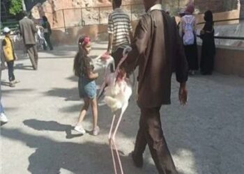  مصر  : ضبط طيور الفلامنجو المهددة بالإنقراض في أحد المقاهى 2025