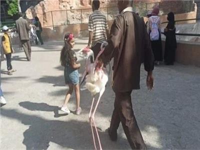مصر : ضبط طيور الفلامنجو المهددة بالإنقراض في أحد المقاهى 1 مصر : ضبط طيور الفلامنجو المهددة بالإنقراض في أحد المقاهى 2025