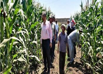 وزارة الزراعة بمصر : البرامج البحثية ضعيفة والمحصول غير مُبشر 2025