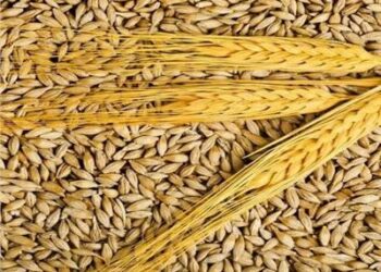 الزراعة المصرية: فشلنا فى  توفير تقاوى المحاصيل الشتوية  بجميع المحافظات 2025