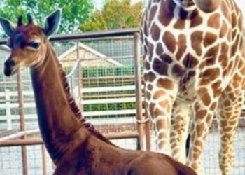 ننشر …صورة الزرافة الوحيدة في العالم بلا نقط 2025