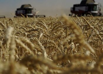 صادرات الحبوب الأوكرانية تهبط 51%  2025