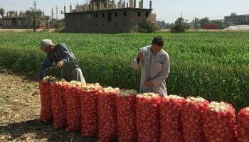 الزراعة المصرية : محصول البصل الجديد لن يفى بالغرض  2024