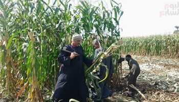 فى ظل تراجع الانتاج الزراعة …مصر تحتفل اليوم بالذكرى الحادية والسبعين لعيد الفلاح 2025