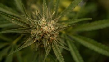 البرازيل تفتتح أول معرض للماريجوانا وسط جدل وغضب عالمى  2025