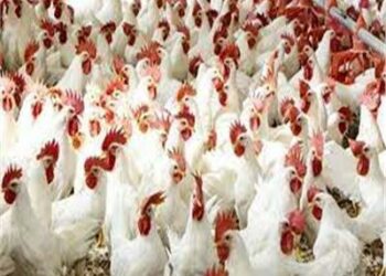  خبراء اقتصاد مصريون ...أسعار الفراخ سترتفع  2025