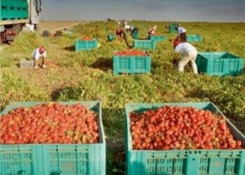 ناميبيا تحظر استيراد بعض المنتجات الزراعية من مصر  2025