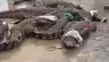 السلطات الصينية تقبض على عشرات التماسيح الهاربة 2025