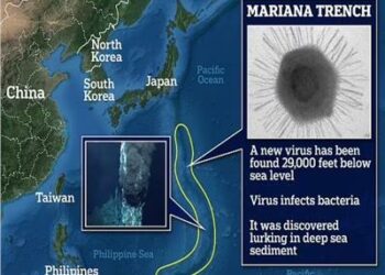على عمق 29 ألف قدم.. باحثون في الصين يكتشفون فيروسًا جديدًا كامنًا في قاع المحيط  2025
