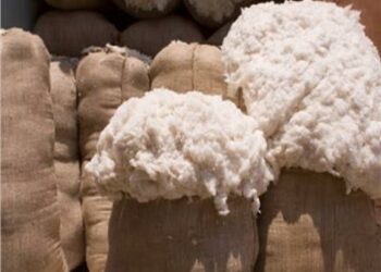 مصر : بيع محصول القطن الزهر موسم 2024/2023 بأسعار منخفضة وسط حزن من المزارعين 2025