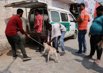  الهند تلاحق الكلاب الضالة قبل قمة العشرين 2025