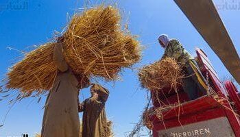 الزراعه المصريه: الواردات المصرية من القمح ارتفعت بشكل كبير  في الفترة الأخيرة 2025