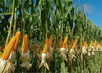 عزوف واسع لـ الفلاح المصري عن زراعة الذرة الشامية 2024