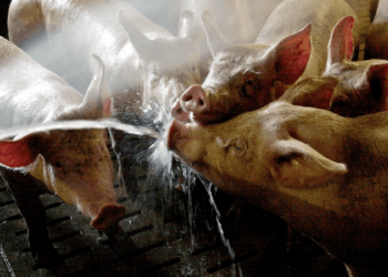 إيطاليا : اعدام أكثر من 50 ألف خنزير يسبب الحمى 2025