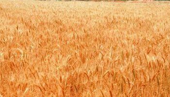 900 مليون دولار خسائر الأرجنتين فى إنتاج القمح بسبب الجفاف 2024
