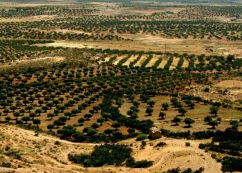  الجفاف يجتاح تونس "الخضرا سابقا " ....تعرف على السبب  2025