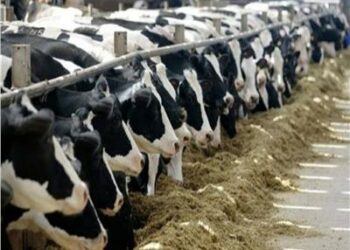 الزراعة المصرية : الثروة الحيوانية فى خطر 2025