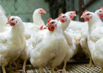 الحكومة المصرية : لا نستطيع السيطرة على ارتفاع أسعار الدواجن بالأسواق 2025