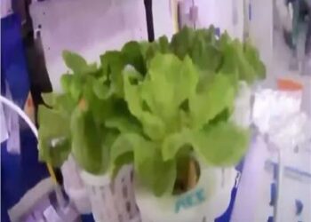 لاول مرة فى التاريخ ...الصينيين يزرعون «الخس» على متن محطة فضاء دولية  2025