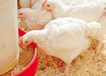 "الفراخ للاغنياء فقط" ارتفاع كبير بـ أسعار الدواجن في مصر 2025