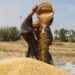 التموين توقف تداول القمح عبر بورصة السلع 2024