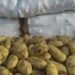 ارتفاع أسعار البطاطس على طاولة مجلس النواب 2024