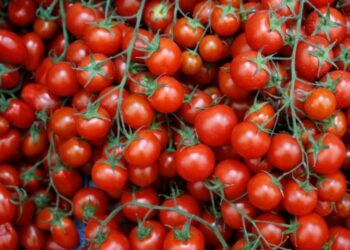 توقعات بارتفاع أسعار الطماطم أواخر أيام شهر رمضان 2024