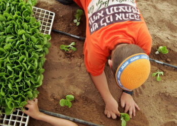 A Jewish boy sows lettuce plants in a greenhouse at the Jewish Gaza Strip settlement of Kfar Darom in Gush Katif settlements bloc August 11, 2005. [U.S. President George W. Bush says a planned pullout of Jewish settlers from occupied Gaza "will be good for Israel". Bush's remarks, in an interview given to Israel's Channel One television and aired on Thursday, appeared to be an attempt to boost Prime Minister Ariel Sharon against Jewish rightists seeking to thwart the withdrawal due to start on August 17].