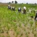«الزراعة المصرية » تكشف تفاصيل هامة بشأن محصول الأرز…اعرف التفاصيل 2024