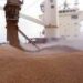 شراء 470 ألف طن من القمح: مصر تتجه إلى بلغاريا وأوكرانيا وروسيا ورومانيا 2024