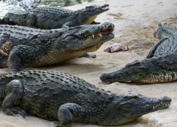 Crocodiles gather close to the edge of water during feeding time at the Dubai Crocodile Park in Dubai, United Arab Emirates, May 25, 2023. Dubai Crocodile park, a 20,000 sq meters indoor and outdoor facility, home to 250 Nile crocodiles from South Africa and Tunisia, introducing visitors to the world of crocs. REUTERS/Rula Rouhana